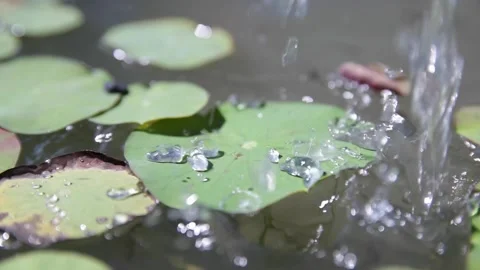 A close up of water dropping on lily pad Stock Footage 155592634