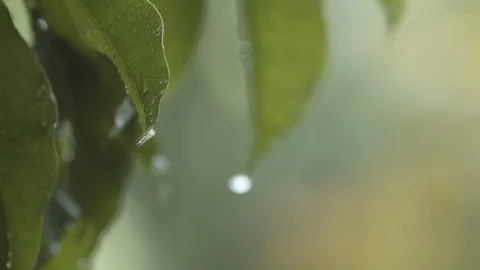 Close up water dropping from wet leaf in raining season, selective focus Stock Footage 126847770