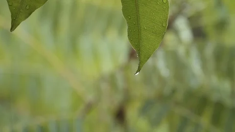 Close up water dropping from wet leaf in raining season, selective focus Stock Footage 126849314