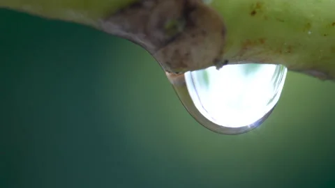 Close-up of Water drops on branch of tree on blurred greenery for background. Video stock 139793031