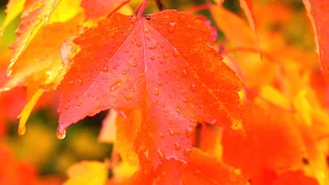 CLOSE UP: Water drops on bright wet leaves in red maple treetops in rainy autumn Stock Footage