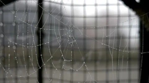 Close up water drops on cobweb. Video stock 148873068
