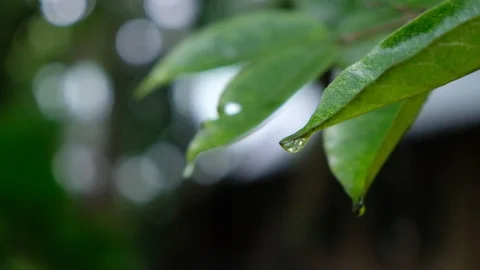 Close up Water drops falling on green leaves during rain Stock Footage 91569733