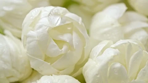 Close-up of water drops falling on white jasmine flowers Stockbeeldmateriaal 318069910