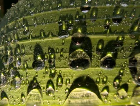 Close Up Water Drops with Flash Refraction on Green Leaf Foto stock