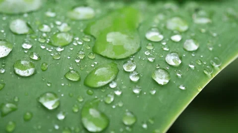 Close up water drops on green leaf Stock Footage