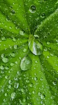 Close up of water drops on a green leaf Stock Photos