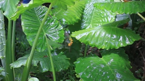 Close up of water drops on the green plants. HD. 1920x1080 Stock Footage 44138740