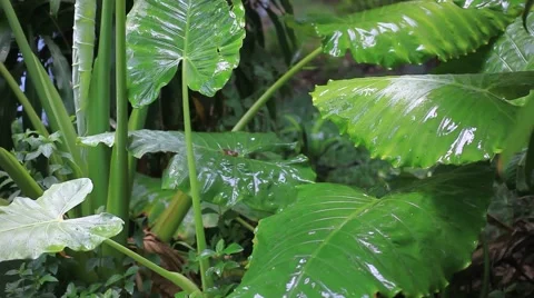 Close up of water drops on the green plants. HD. 1920x1080 Stock Footage 44138746