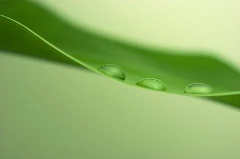 Close-up of a water drops on a leaf. Stock Photos