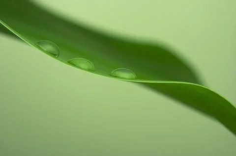 Close-up of a water drops on a leaf. Stock Photos