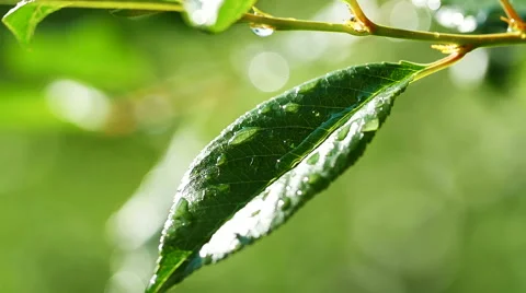 Close up of a water drops on leaves Stock Footage 67974538