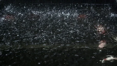 Raining Fish Stock Videos – Royalty-Free HD & 4K Videos | Page 2