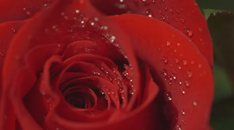 Close-up of water drops on red rose Stock Footage 50176384