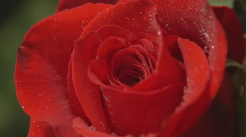 Close-up of water drops on red rose Stock Footage 50176650