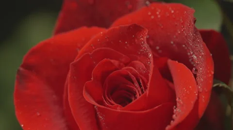 Close-up of water drops on red rose Stock Footage 50176659