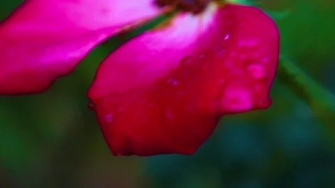 Close up of water drops on a red rose petal Stock Footage 143032058