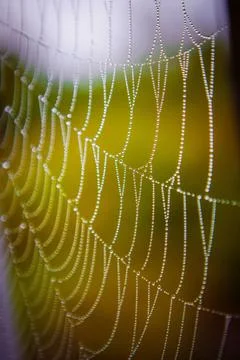 Close-up of water drops on spiderweb Stock Photos
