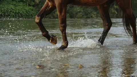 CLOSE UP: Water drops splashing around when horse legs walk through the river Stock Footage 75774827