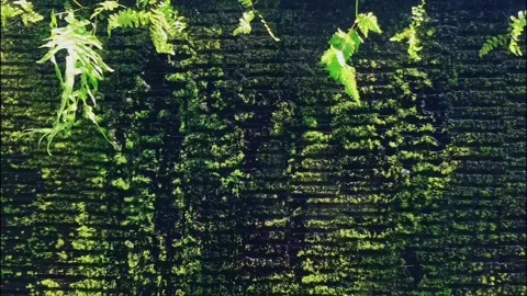 Close up of water drops trickling on green moss Stock Footage 341155702