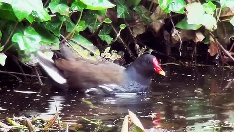 Close Up of a Water fiddle (audio) Stock Footage 83263353