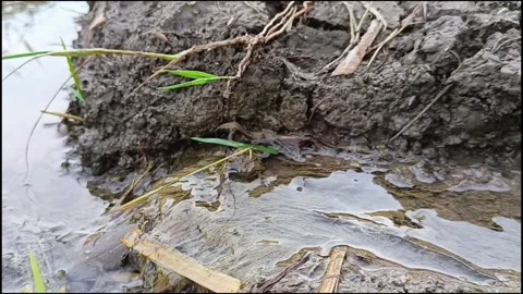 Close-up of Water Flowing on Muddy Soil in Rice Field Stock Footage 335713607