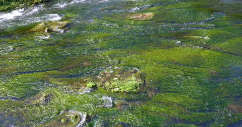 Close-Up Of Water Flowing Through Rocks. Stock Footage 233190197