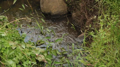 Close up of water flowing through stream with green plants and rocks with flow Stock Footage 345042911