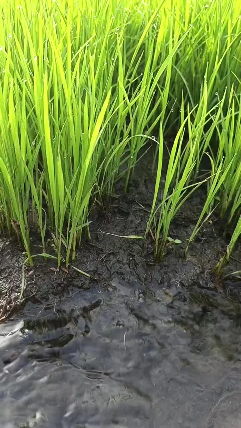 Close Up of Water Irrigation System in Rice Seedling Paddy Field Stock Footage 345340182