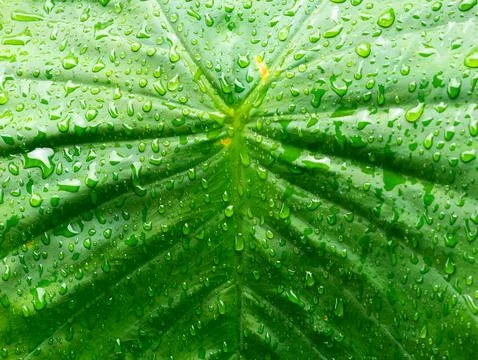 Close up water on the leaf after rain drops Stock Photos