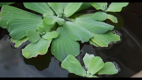 Close-Up of Water Lettuce Floating on Calm Pond Surface Stock Footage 324559978