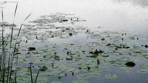 Close up of water lily floating on surface of water. Reed growing in river. 4K Stockbeeldmateriaal 132744127