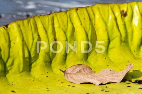 Close up of a water lily leaf on the water, The Water Castle Abang seaside in Stock Photos