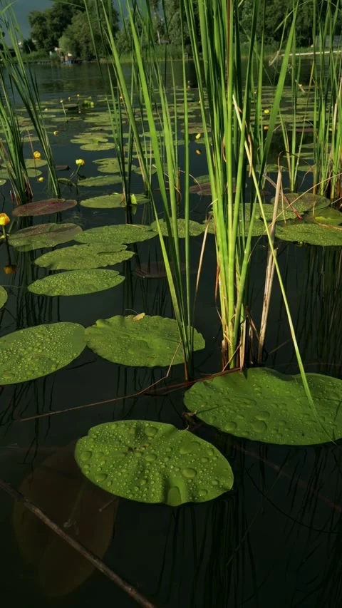 Close up of water lily pads with dew drops on a calm lake surface Stock Footage 337128266
