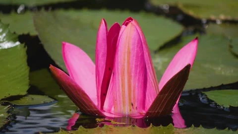 Close up of a water lily rose Video stock 249909616