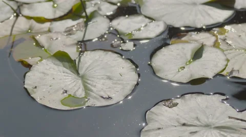 Close up Water lily  summer in slow motion 4K high resolution Stock Footage 54075158