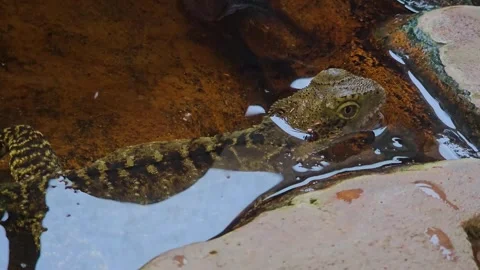 Close up of a water Lizard in a lake Stock Footage 296842071