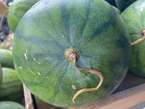 Close up water melon on the rack Stock Photos