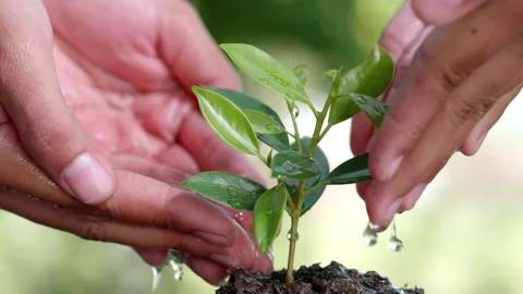 Close up water a plant small tree green leaf by hands. Save the earth Video stock 152150430