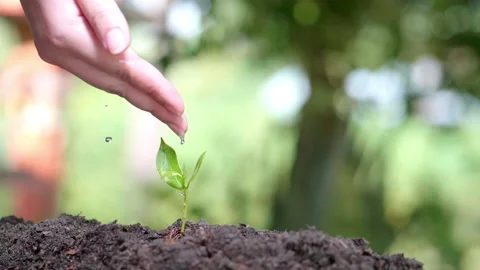 Close up water a plant small tree green leaf by hands. Save the earth Video stock 152150983