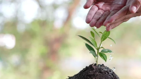 Close up water a plant small tree green leaf by hands. Save the earth Video stock 152151072