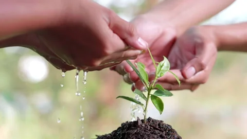 Close up water a plant small tree green leaf by hands. Save the earth Video stock 152230675