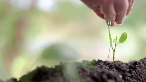 Close up water a plant small tree green leaf by hands. Save the earth Video stock 152231047