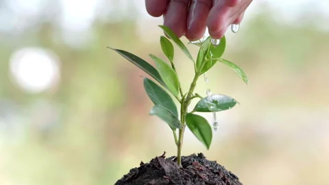 Close up water a plant small tree green leaf by hands. Save the earth Video stock 152231316