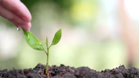 Close up water a plant small tree green leaf by hands. Save the earth Stockbeeldmateriaal 152231665