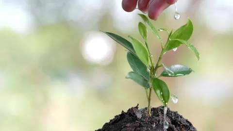 Close up water a plant small tree green leaf by hands. Save the earth Video stock 152231855