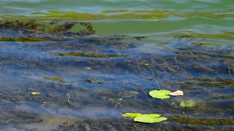 A close-up of the water of a pond, lake, or slow-flowing river, with a gree.. Видео 339765757