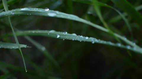 Close-up water rain drop on a green nature plant. water rain drop nature. Stock-Footage 230153645