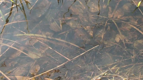 Close up water reflection with autumn dry leaves at the bottom natural light Stock Footage 145113913