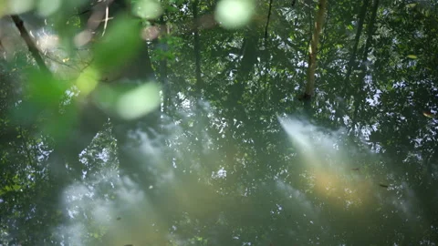 Close-up water reflection tree mangroves forest on rippling water. Stock Footage 172182108